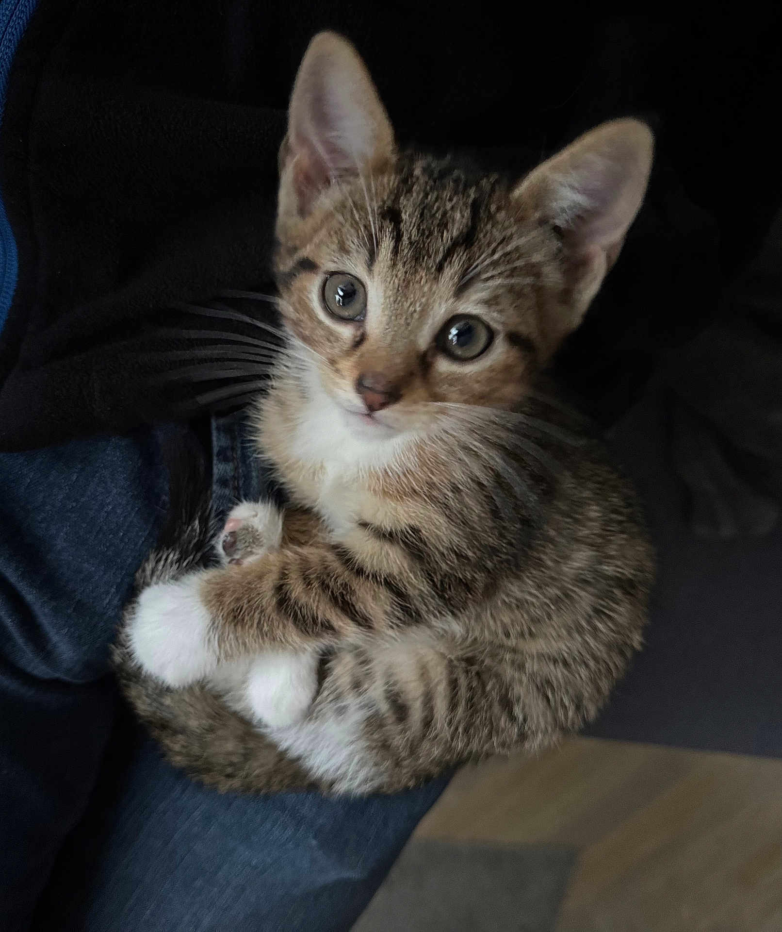 Ziggy participe au concours pour gagner de l'argent avec cette photo : abyssinian, animal, cat, kitten, manx, pet