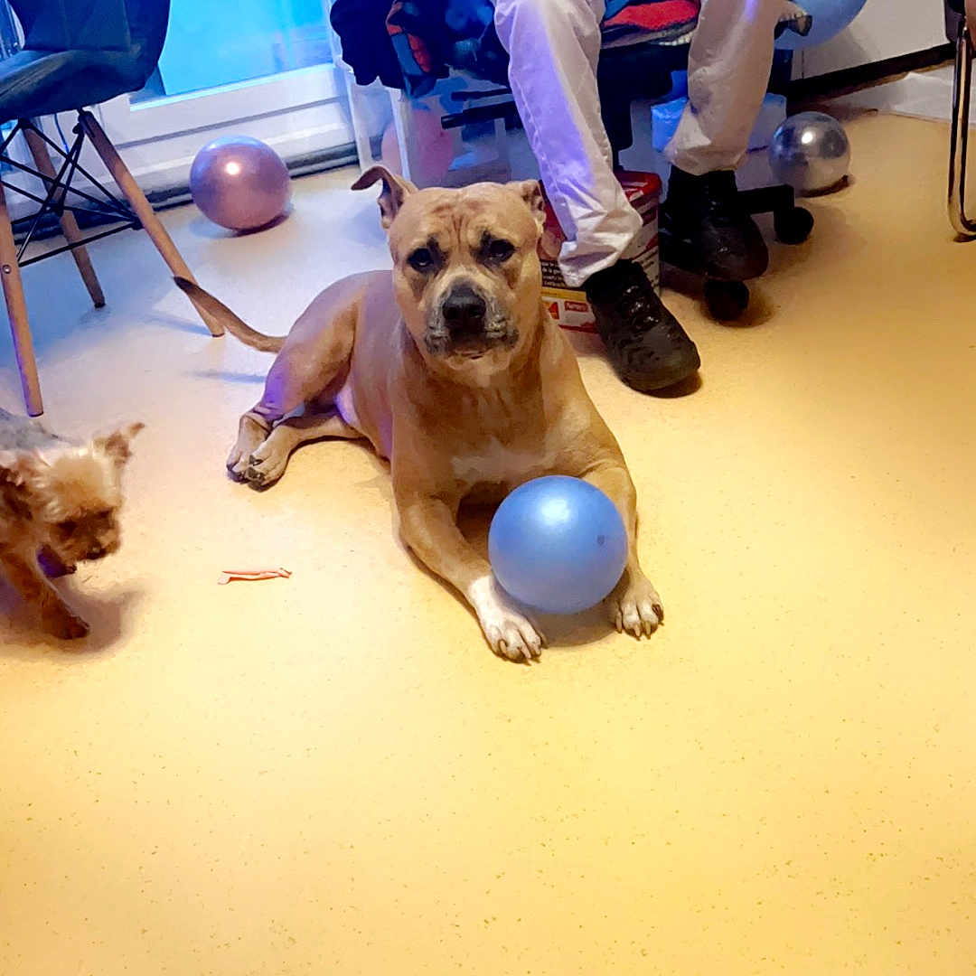 Teyka a rejoint le concours — aidez-le/la à gagner de superbes lots ! ball, balloons, casual_clothing, chair, companion, dog, floor, furniture, home, indoor, jacket, light, pants, person, pet, relaxed, seated, small_dog, toy, window