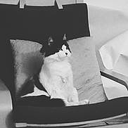 Obie is registered to the contest to win money with this photo: angle, bed, black, black_and_white, carnivoran, cat, cat_like_mammal, couch, furniture, kitten, mammal, monochrome, monochrome_photography, paw, photography, pillow, small_to_medium_sized_cats, snapshot, whiskers, white