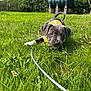 Daisy is registered to the contest to win money with this photo: puppy, dog, grass, outdoor, leash, harness, greenery, garden, playful, cute, animal, pet, nature, young, canine, summer, field, fence, sunlight, curious