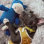Daisy is registered to the contest to win money with this photo: puppy, dog, yellow_vest, polka_dot, stuffed_toy, blue_toy, plush, bed, fluffy, soft, pet, snuggling, cute, playful, animal, indoor, cozy, young_dog, collar, relaxed