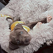 Daisy is registered to the contest to win money with this photo: puppy, dog, blue_eyes, yellow_harness, fluffy_bed, car_interior, pet, cute, cozy, relaxed, lying_down, animal, young_dog, domestic_animal, fur, pet_accessory, seatbelt, soft_texture, comfort, looking_up
