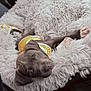 puppy, dog, blue_eyes, yellow_harness, fluffy_bed, car_interior, pet, cute, cozy, relaxed, lying_down, animal, young_dog, domestic_animal, fur, pet_accessory, seatbelt, soft_texture, comfort, looking_up