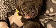 Daisy is registered to the contest to win money with this photo: puppy, dog, pet, cute, fluffy, collar, yellow, bell, lying_down, closeup, brown, white_paws, fur, adorable, domestic_animal, resting, soft_texture, cozy, animal_face, young_dog