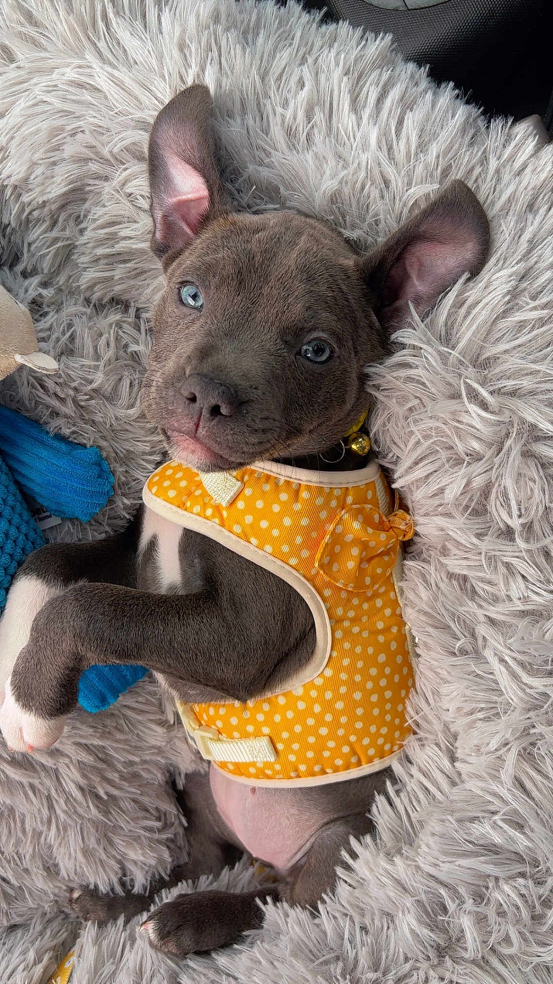Daisy joined the competition — help win amazing prizes! puppy, dog, yellow_vest, polka_dot, blue_eyes, fluffy_blanket, gray_fur, pet, cute, ears, lying_down, indoor, collar, toy, comfort, young_dog, closeup, animal, resting, domestic_animal