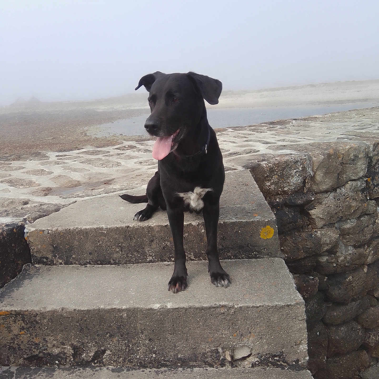 Ruby a rejoint le concours — aidez-le/la à gagner de superbes lots ! animal, architecture, building, bulldog, canine, dog, flagstone, hound, house, housing, labradorretriever, path, pet, pointer, puppy, rock, slate, staircase, walkway, wall