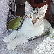 Silver a rejoint le concours — aidez-le/la à gagner de superbes lots ! animal, calm, carpet, cat, cute, domestic, ears, feline, fur, golden_eyes, indoor, looking, paw, pet, relaxed, resting, sunlight, tabby, whiskers, white