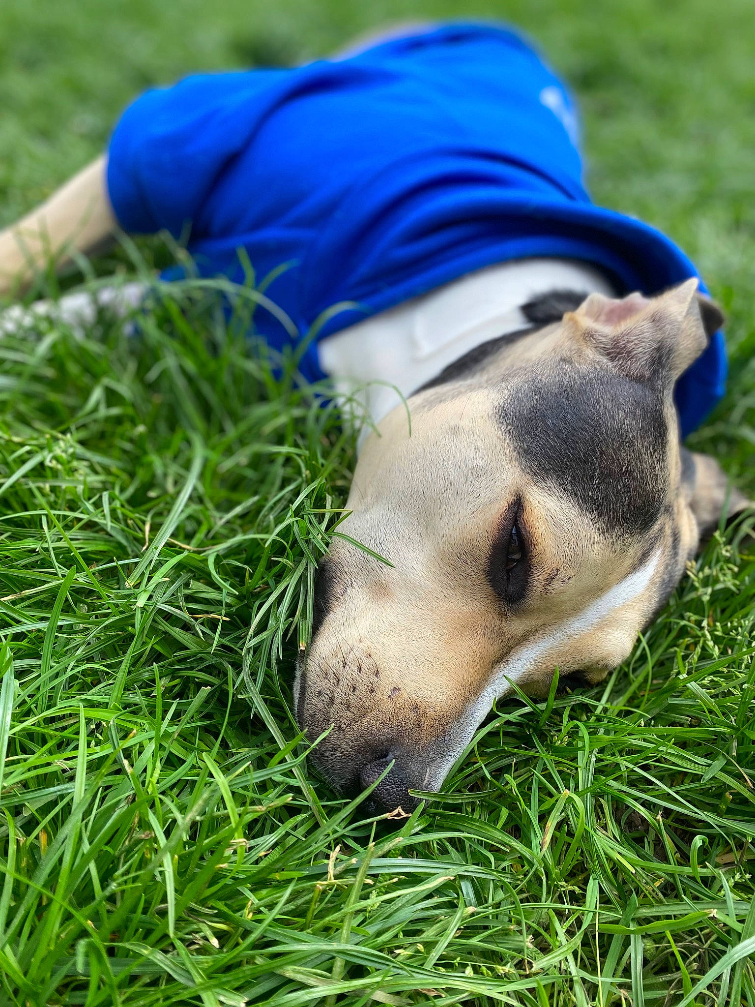Titio participe au concours pour gagner de l'argent avec cette photo : canidae, carnivore, companion_dog, dog, dog_breed, electric_blue, grass, grass_family, grassland, happy, human_leg, livestock, meadow, pasture, people_in_nature, snout, sporting_group, terrestrial_animal, whiskers, working_animal