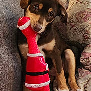 Hammy is registered to the contest to win money with this photo: animal, brown_fur, christmas, couch, cozy, cushion, cute, dog, floppy_ears, indoors, pet, photography, playful, portrait, puppy, santa_toy, sitting, toy, white_markings, wide_eyes