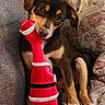 animal, brown_fur, christmas, couch, cozy, cushion, cute, dog, floppy_ears, indoors, pet, photography, playful, portrait, puppy, santa_toy, sitting, toy, white_markings, wide_eyes
