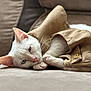 Rex joined the competition — help win amazing prizes! cat, white_cat, pet, sleeping, cozy, jacket, fabric, couch, indoor, relaxed, animal, feline, closeup, soft_texture, ears, paw, nose, whiskers, cute, resting