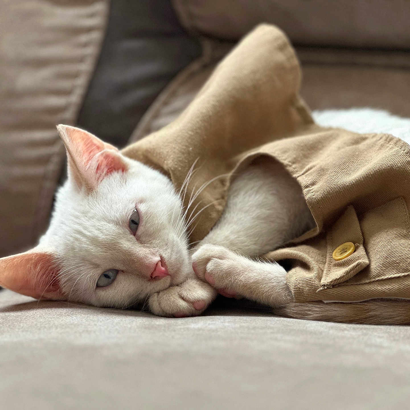 Rex joined the competition — help win amazing prizes! animal, cat, closeup, couch, cozy, cute, ears, fabric, feline, indoor, jacket, nose, paw, pet, relaxed, resting, sleeping, soft_texture, whiskers, white_cat