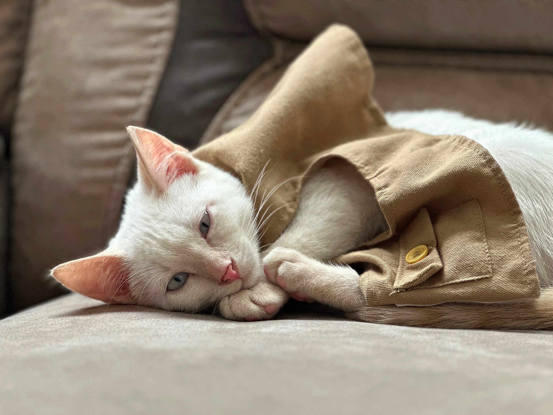 Rex joined the competition — help win amazing prizes! cat, white_cat, pet, sleeping, cozy, jacket, fabric, couch, indoor, relaxed, animal, feline, closeup, soft_texture, ears, paw, nose, whiskers, cute, resting