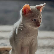 Rex is registered to the contest to win money with this photo: cat, kitten, white_cat, animal, pet, sitting, fur, ears, blue_eyes, indoor, soft_light, portrait, cute, young_animal, feline, whiskers, close_up, calm, domestic_animal, fuzzy