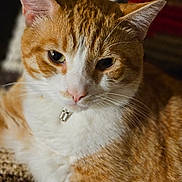 Spice is registered to the contest to win money with this photo: cat, ginger_cat, white_fur, close_up, pet, animal, collar, bell, whiskers, ears, fur_texture, indoor, blanket, knitted, resting, cute, domestic_cat, feline, portrait, calm