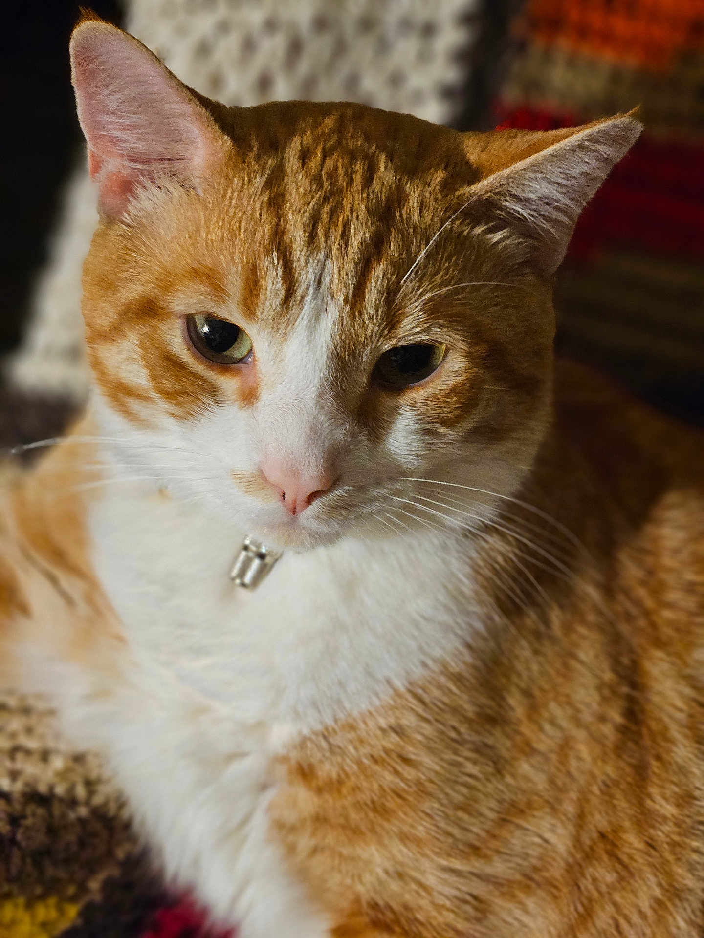 Spice is registered to the contest to win money with this photo: cat, ginger_cat, white_fur, close_up, pet, animal, collar, bell, whiskers, ears, fur_texture, indoor, blanket, knitted, resting, cute, domestic_cat, feline, portrait, calm