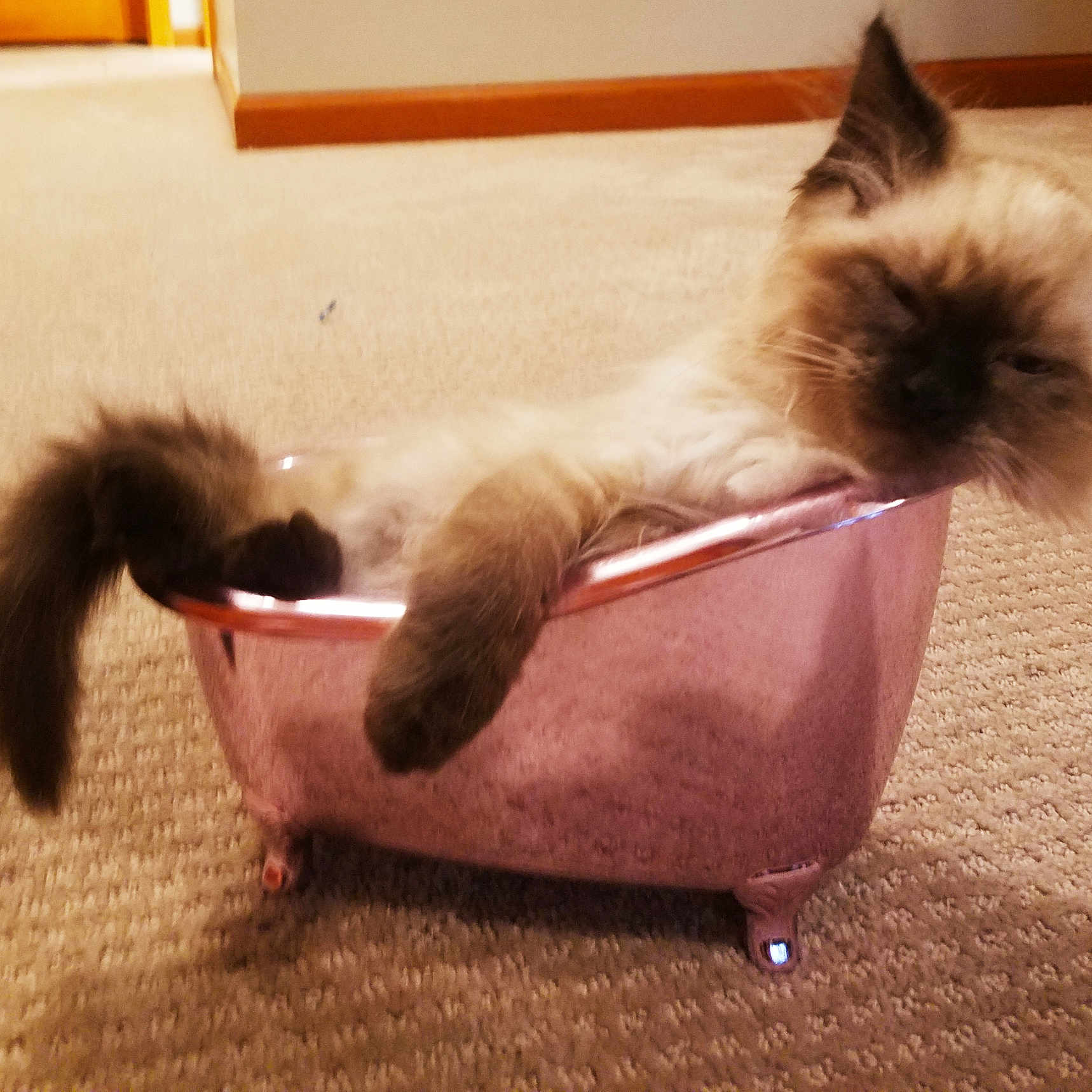 Coco joined the competition — help win amazing prizes! animal, bathtub, carpet, cat, cozy, cute, feline, fluffy, fur, home, indoor, kitten, paws, pet, pink, relaxed, resting, sleepy, small_bathtub, tail