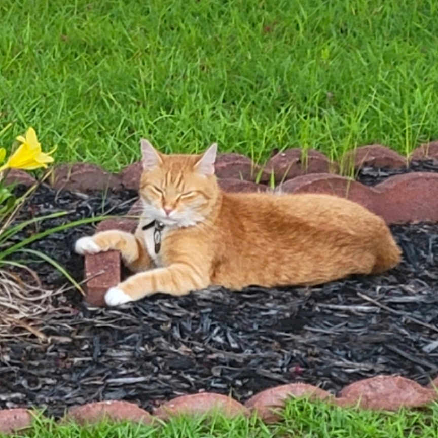 Hunter is registered to the contest to win money with this photo: abyssinian, animal, backyard, cat, field, grass, jar, kitten, lawn, manx, nature, outdoors, pet, plant, planter, pottedplant, pottery, soil, vase, yard
