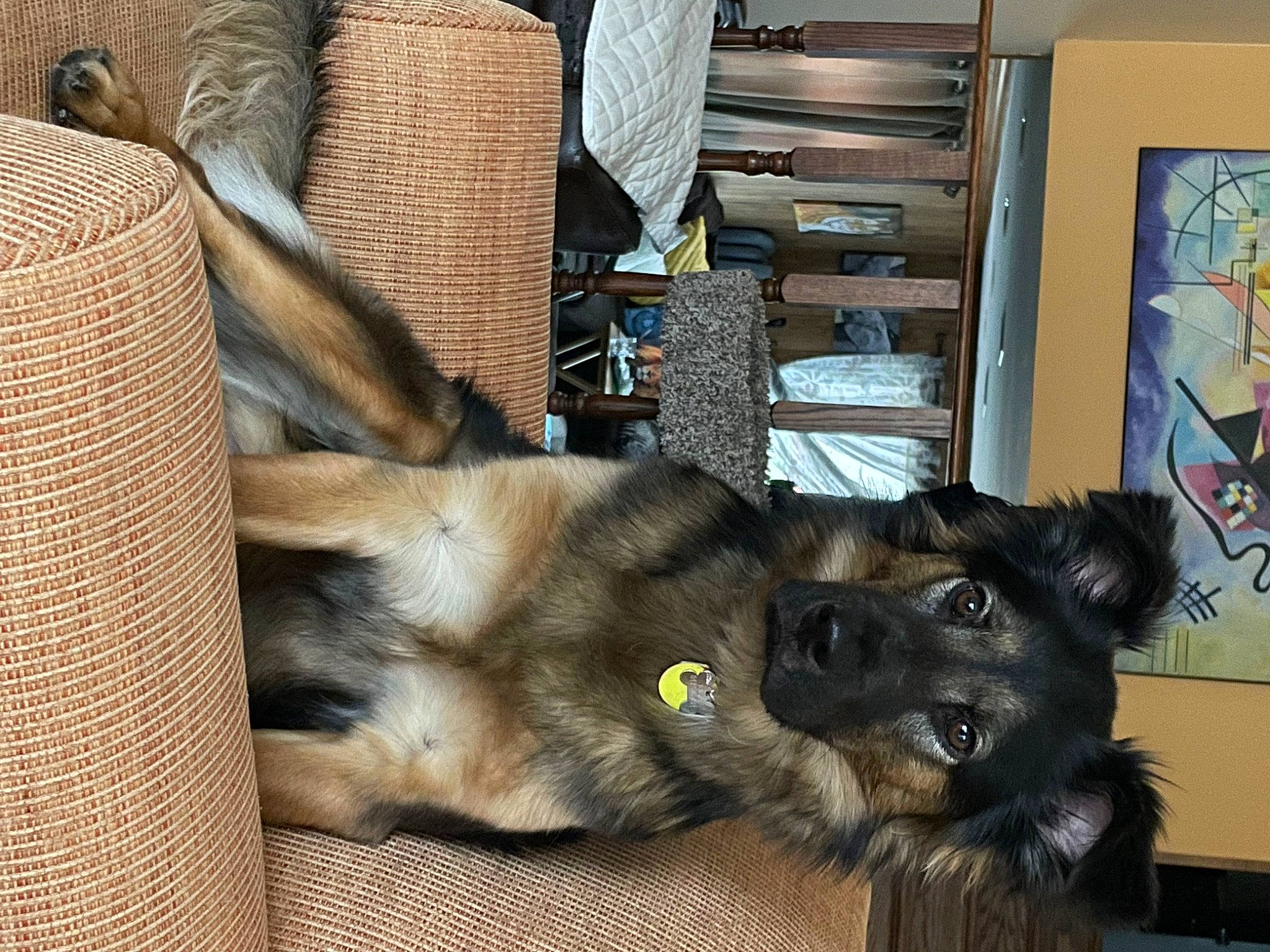 Piper joined the competition — help win amazing prizes! canidae, carnivore, collar, companion_dog, dog, dog_breed, dog_collar, dog_supply, fawn, fur, old_german_shepherd_dog, paw, small_to_medium_sized_cats, snout, sporting_group, tervuren, wood, working_animal, working_dog