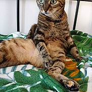 Duchesse participe au concours pour gagner de l'argent avec cette photo : cat, tabby, pet, animal, indoor, bed, blanket, feline, cute, fur, whiskers, green_eyes, resting, striped, domestic_cat, relaxed, sitting, paw, cozy, bedroom