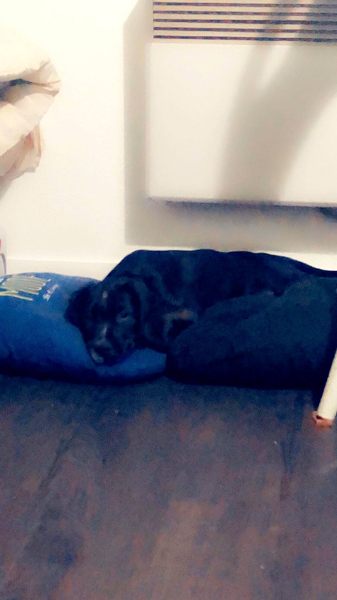 Olaf a rejoint le concours — aidez-le/la à gagner de superbes lots ! bed, bedding, carnivore, comfort, companion_dog, couch, dog_breed, electric_blue, felidae, floor, flooring, grey, hardwood, human_leg, linens, room, small_to_medium_sized_cats, tail, tints_and_shades, wood