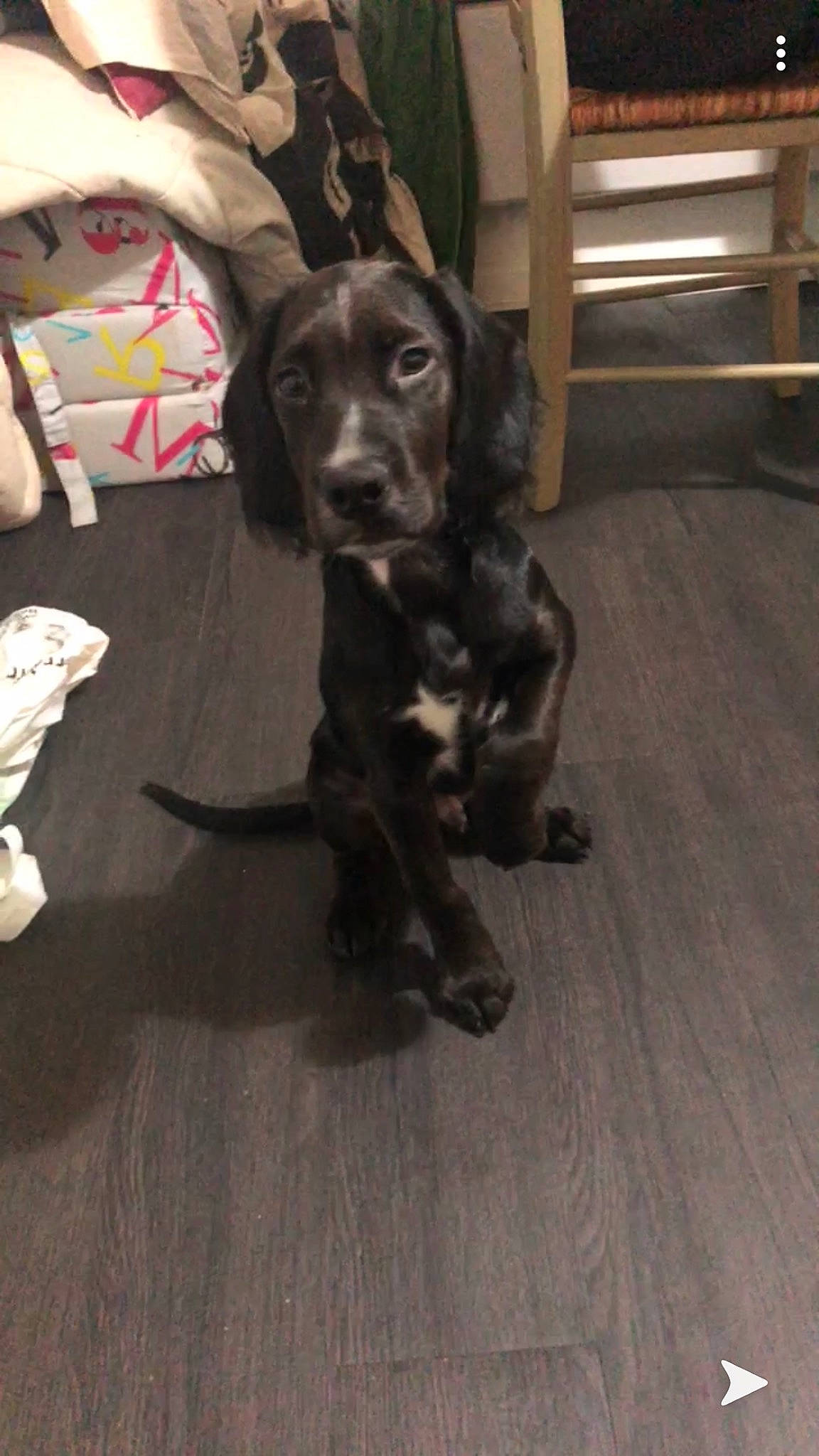 Olaf a rejoint le concours — aidez-le/la à gagner de superbes lots ! borador, canidae, carnivore, comfort, companion_dog, dog, dog_breed, floor, flooring, fur, gun_dog, hardwood, laminate_flooring, liver, snout, sporting_group, tail, wood, wood_flooring, working_animal