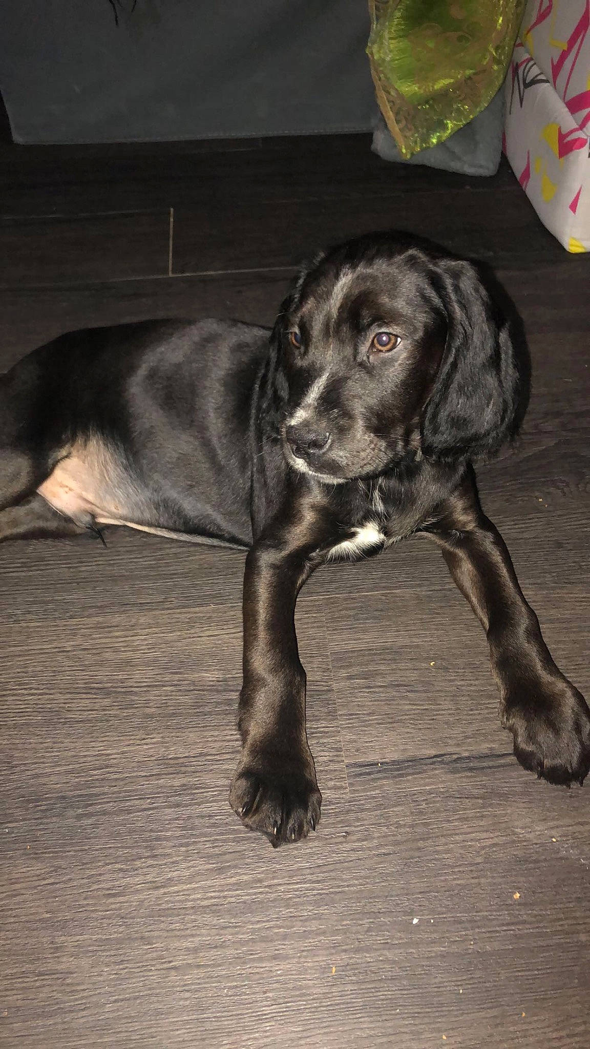 Olaf participe au concours pour gagner de l'argent avec cette photo : borador, canidae, carnivore, collar, companion_dog, dog, dog_breed, eye, fur, guard_dog, gun_dog, hunting_dog, liver, retriever, sporting_group, tail, terrestrial_animal, whiskers, wood, working_animal