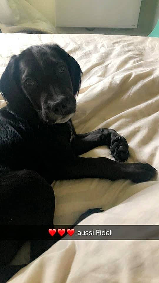 Olaf a rejoint le concours — aidez-le/la à gagner de superbes lots ! bed, bedding, borador, carnivore, comfort, companion_dog, dog, dog_breed, dog_collar, duvet, fur, guard_dog, gun_dog, linens, retriever, sporting_group, whiskers, working_animal