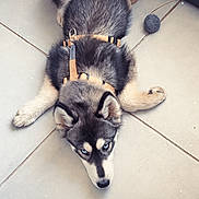 Kïara participe au concours pour gagner de l'argent avec cette photo : husky, puppy, dog, pet, animal, blue_eyes, fluffy, black_and_white, lying_down, sploot, harness, tail, teddy_bear, toy_ball, tile_floor, indoors, home, playful, cute, portrait