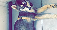 Kïara a rejoint le concours — aidez-le/la à gagner de superbes lots ! dog, puppy, fluffy, black_and_white, brown, lying_down, head_tilt, looking_at_camera, face, eyes, ears, paws, tail, collar, indoor, tile_floor, kitchen, home, portrait, upside_down