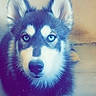 Kïara participe au concours pour gagner de l'argent avec cette photo : dog, puppy, siberian_husky, blue_eyes, fluffy, furry, animal, pet, portrait, close_up, front_facing, pointed_ears, black_and_white, nose, whiskers, indoor, heart, digital_filter, sparkles, cute