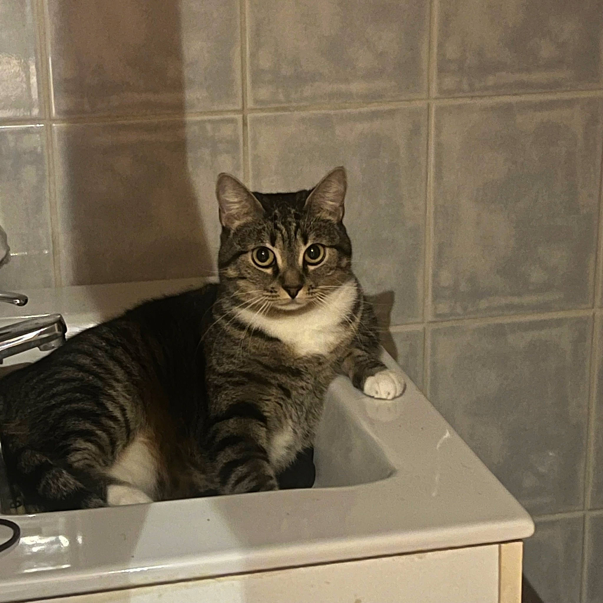 Calie participe au concours pour gagner de l'argent avec cette photo : box, cardboard, carnivore, cat, domestic_short_haired_cat, door, felidae, fur, grey, major_appliance, metal, packaging_and_labeling, paw, sitting, small_to_medium_sized_cats, snout, square, tail, whiskers, window