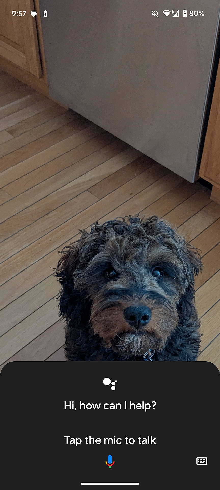 affenpinscher, airedale, animal, canine, cockerspaniel, computer, dog, electronics, hardwood, indoors, interiordesign, laptop, pc, pet, plywood, poodle, puppy, terrier, wood