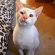 Jules is registered to the contest to win money with this photo: animal, cardboard_box, carpet, cat, closeup, curious, cute, domestic, ears, fabric, feline, floor, indoor, leopard_print, looking_up, orange_markings, pet, sitting, whiskers, white_cat