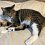 animal, bed, cat, comforter, cozy, cute, domestic, ears, eyes, feline, fur, indoor, lying_down, paws, pet, relaxed, striped, tabby, whiskers, white