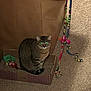Lelo is registered to the contest to win money with this photo: cat, tabby_cat, cardboard_box, cat_toys, carpet, couch, indoor, pet, feline, striped, green_eyes, playful, cozy, domestic_cat, animal, living_room, toy, colorful, cute, sitting