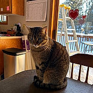 Lelo is registered to the contest to win money with this photo: cat, tabby_cat, indoor, table, chair, calendar, window, door, heart_decorations, kitchen, wood_cabinet, trash_can, snow, ladder, outdoor, daylight, pets, feline, domestic_animal, window_cling