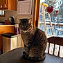 calendar, cat, chair, daylight, domestic_animal, door, feline, heart_decorations, indoor, kitchen, ladder, outdoor, pets, snow, tabby_cat, table, trash_can, window, window_cling, wood_cabinet
