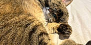 Lelo joined the competition — help win amazing prizes! cat, tabby, pet, animal, feline, bed, paw, fur, cute, sleeping, cozy, indoor, resting, whiskers, tail, wooden_furniture, domestic, playful, closeup, relaxed