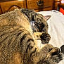 animal, bed, cat, closeup, cozy, cute, domestic, feline, fur, indoor, paw, pet, playful, relaxed, resting, sleeping, tabby, tail, whiskers, wooden_furniture