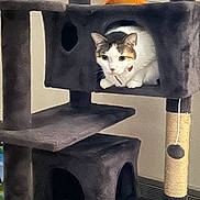Lilly is registered to the contest to win money with this photo: animal, calico, cat, cat_tree, claws, cozy, cubby, curious, feline, furniture, home, indoor, pet, playful, relaxed, scratching_post, sitting, soft, toy, whiskers