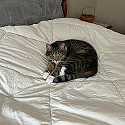 Bootsie is registered to the contest to win money with this photo: animal, basket, bed, blanket, cat, comforter, cozy, curled_up, fur, furniture, home, indoor, looking, pet, resting, room, soft_light, tabby, white_paws, wooden