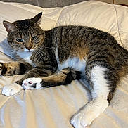 Bootsie is registered to the contest to win money with this photo: animal, bed, black, brown, cat, comforter, cute, feline, fur, indoor, mammal, paws, pet, relaxed, resting, sleepy, striped, tabby, whiskers, white