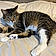 Bootsie
