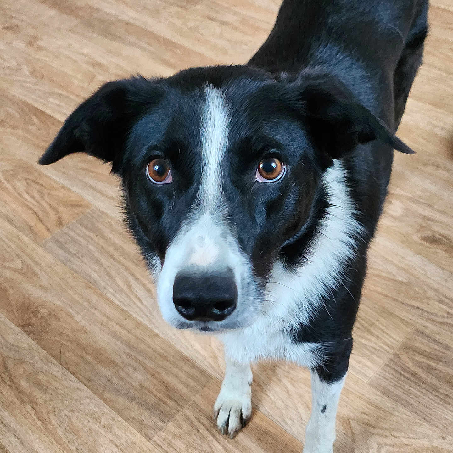 Princesse participe au concours pour gagner de l'argent avec cette photo : alert, animal, black_and_white, brown_eyes, canine, companion, curious, cute, dog, domestic, ears, friendly, fur, indoor, looking_up, mammal, pet, short_fur, standing, wooden_floor