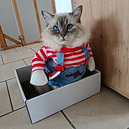 Groot a rejoint le concours — aidez-le/la à gagner de superbes lots ! blue_eyes, cardboard_box, cat, costume, cute, door, dressed_animal, fluffy, funny, indoors, kitten, long_hair, looking_at_camera, overalls, pet, portrait, sitting, striped_shirt, tile_floor, wooden_cabinet
