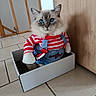 blue_eyes, cardboard_box, cat, costume, cute, door, dressed_animal, fluffy, funny, indoors, kitten, long_hair, looking_at_camera, overalls, pet, portrait, sitting, striped_shirt, tile_floor, wooden_cabinet