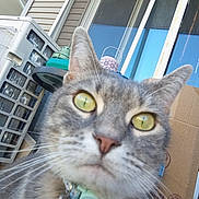 Kiki is registered to the contest to win money with this photo: cat, tabby, closeup, yellow_eyes, collar, bell, curious, pet, animal, outdoor, porch, window, cardboard_box, reflection, grey_fur, whiskers, nose, ears, domestic_cat, house