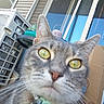 animal, bell, cardboard_box, cat, closeup, collar, curious, domestic_cat, ears, grey_fur, house, nose, outdoor, pet, porch, reflection, tabby, whiskers, window, yellow_eyes