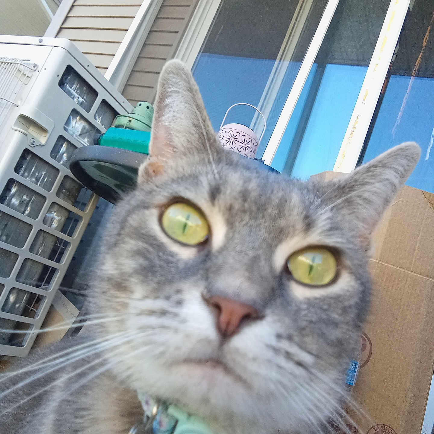 Kiki is registered to the contest to win money with this photo: cat, tabby, closeup, yellow_eyes, collar, bell, curious, pet, animal, outdoor, porch, window, cardboard_box, reflection, grey_fur, whiskers, nose, ears, domestic_cat, house